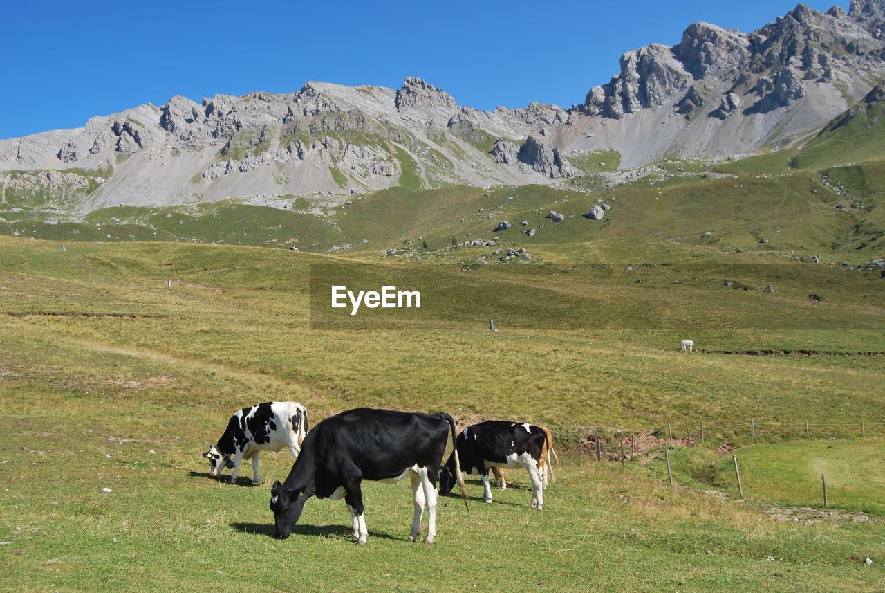 Cows standing in a field