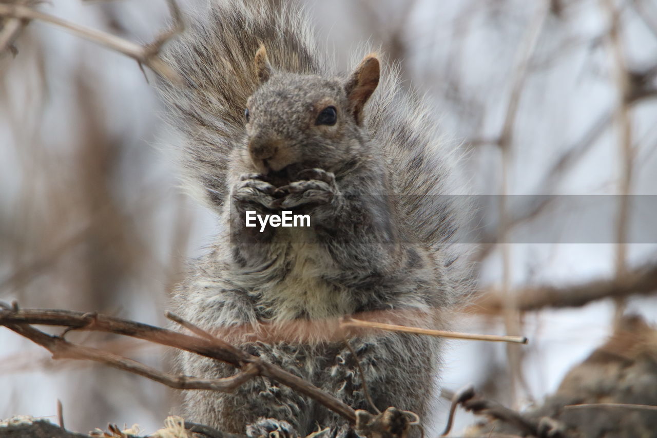 Close-up of squirrel on tree