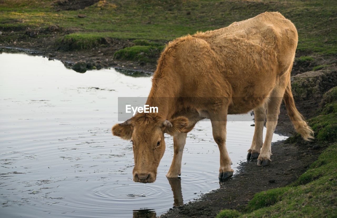 Calf drinking in a pond of water