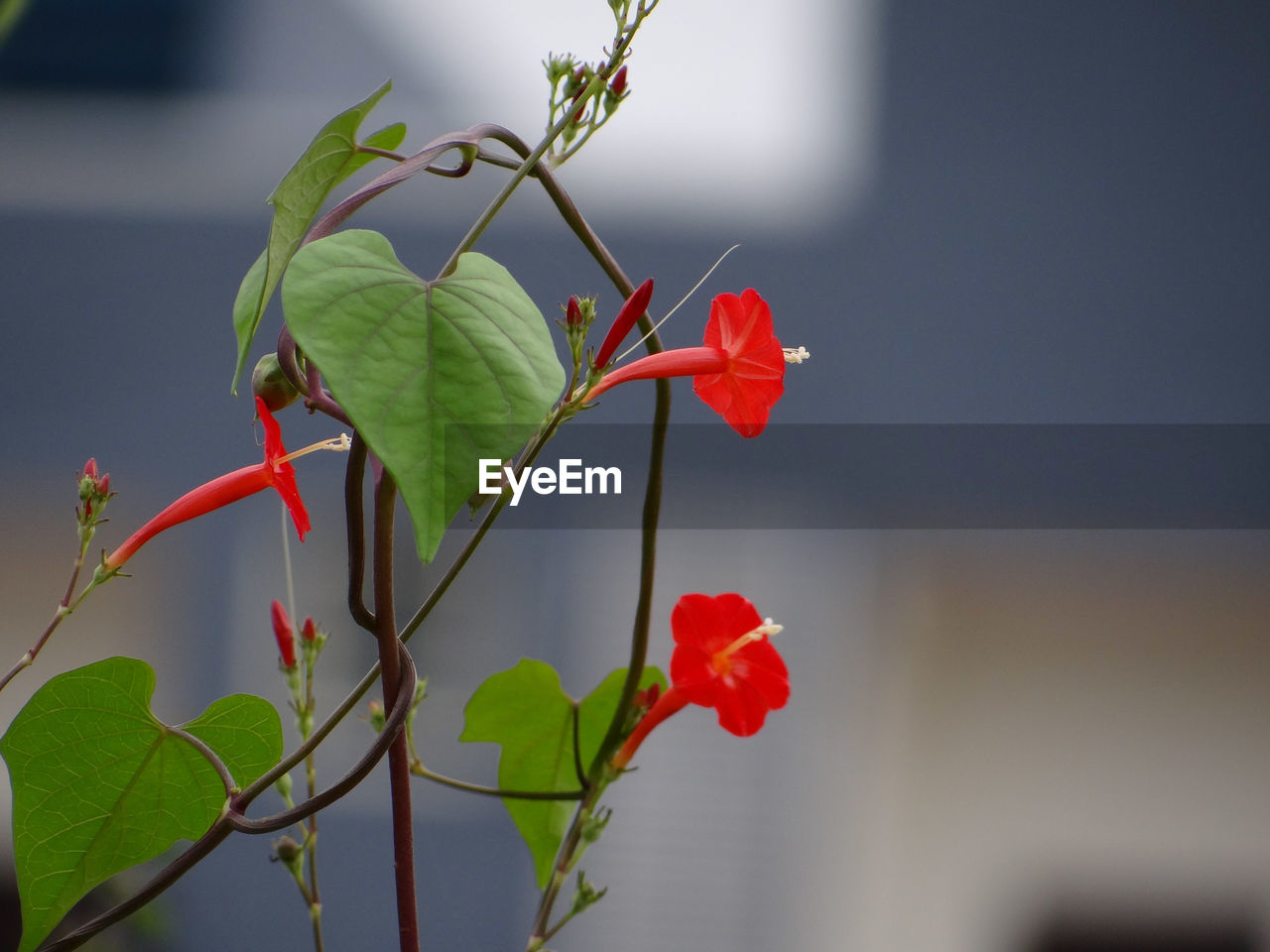 Close-up of red flowering plant