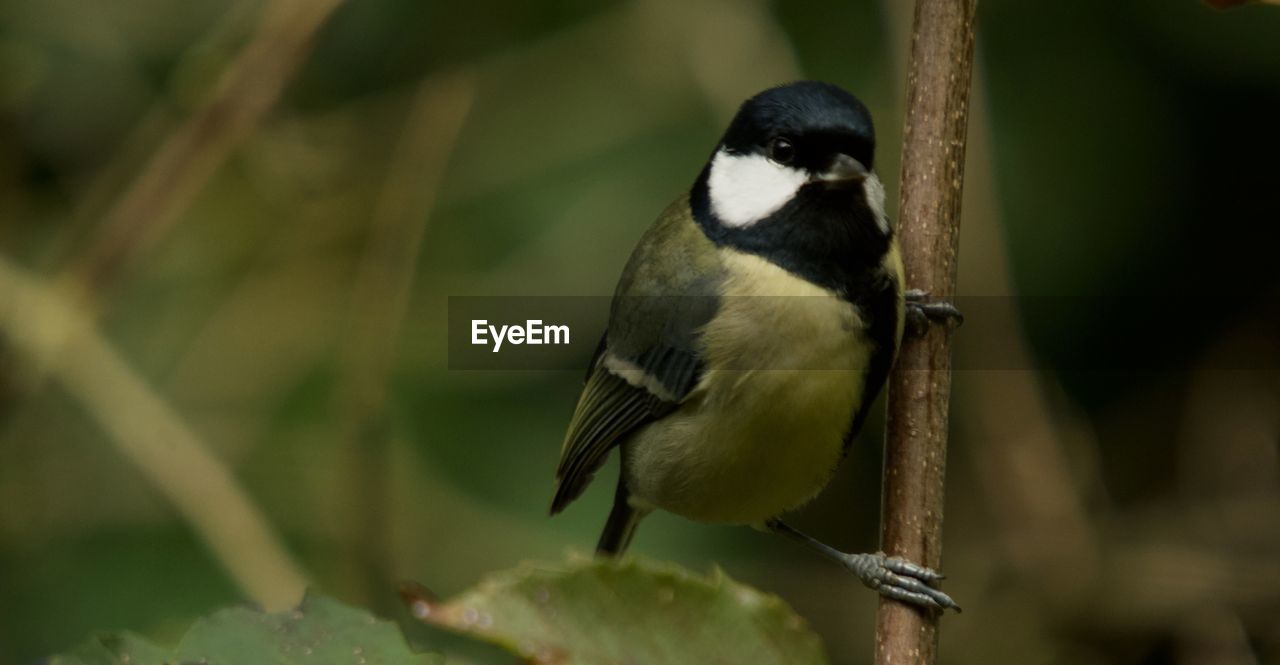 CLOSE-UP OF BIRD PERCHING ON PLANT