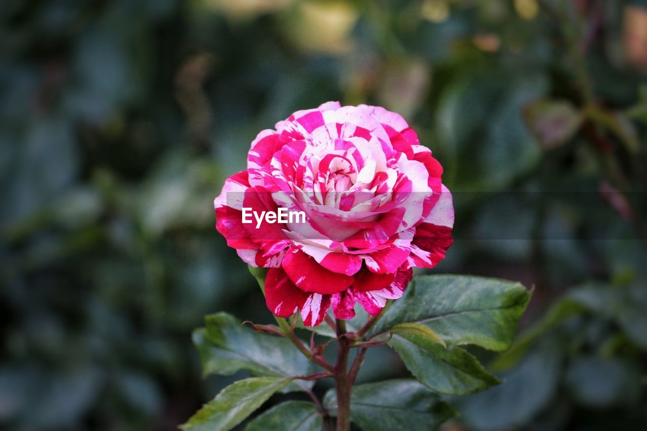 Close-up of pink rose