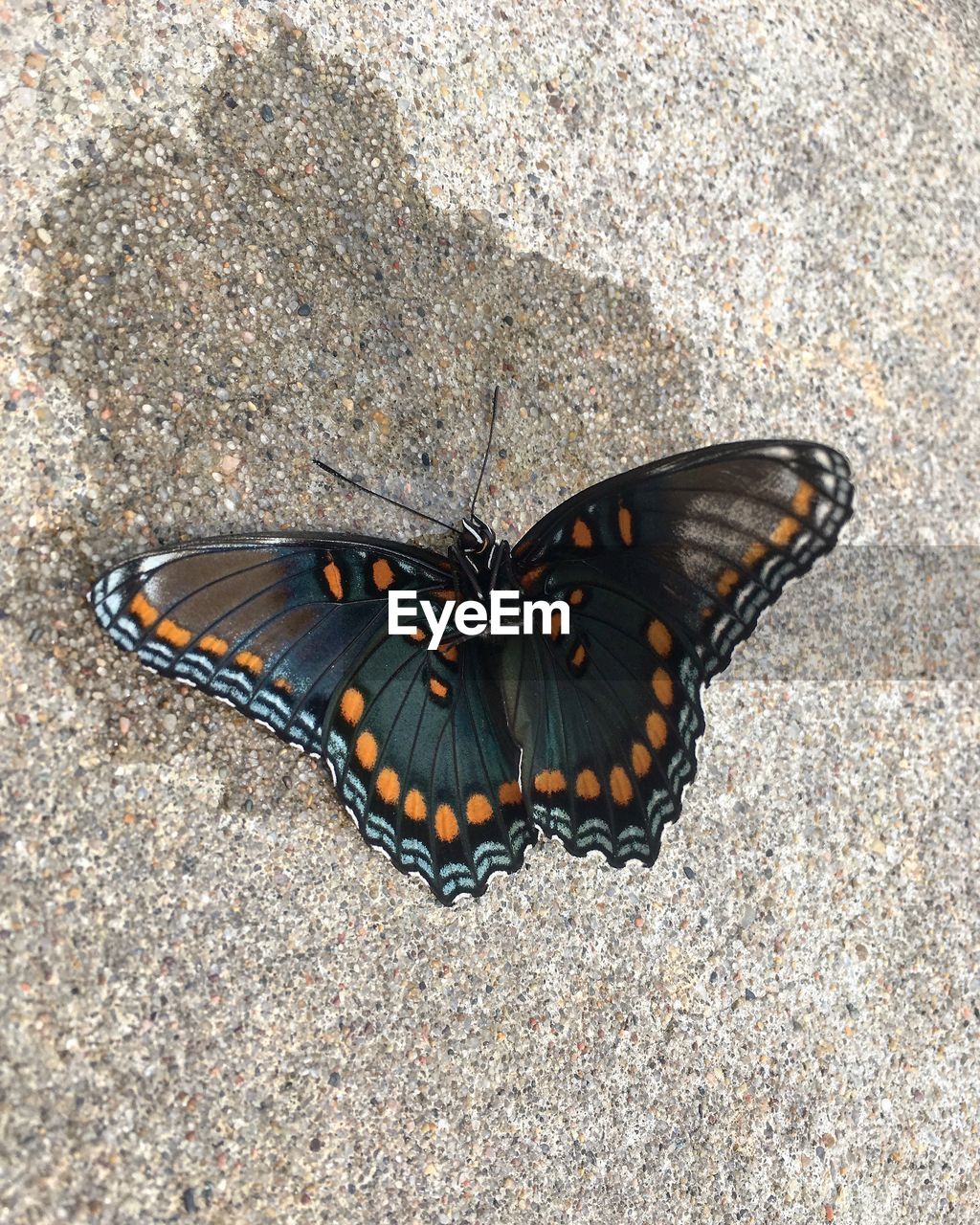 HIGH ANGLE VIEW OF BUTTERFLY ON A LEAF