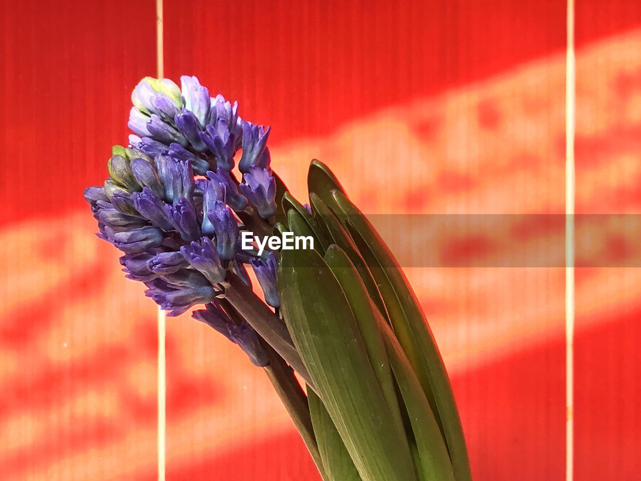 Close-up of flower blooming outdoors