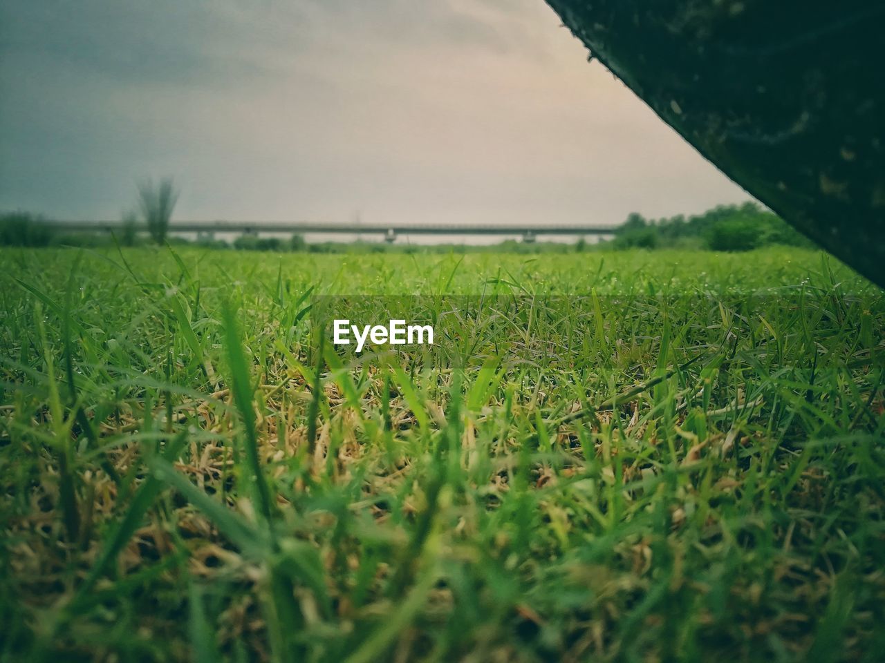 CLOSE-UP OF FRESH GREEN GRASS IN FIELD