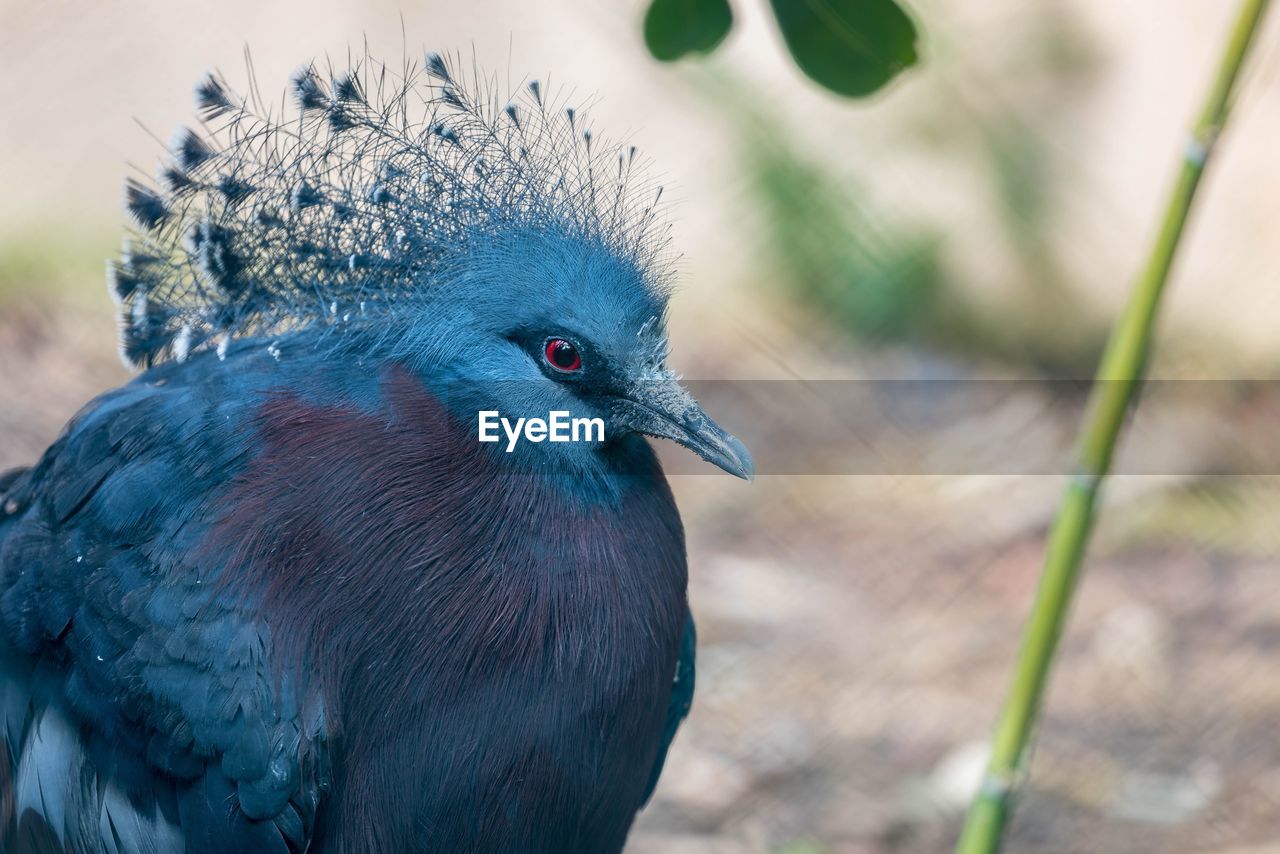 Close-up of bird looking away