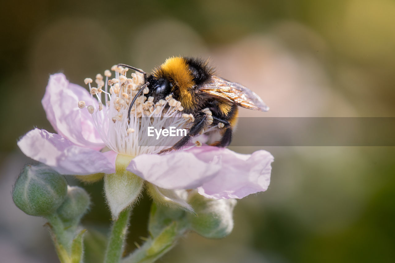 close-up of bee on flower