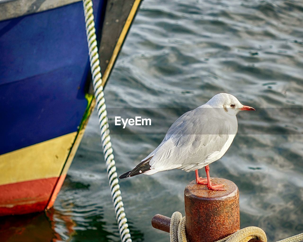 SEAGULL PERCHING ON BOAT