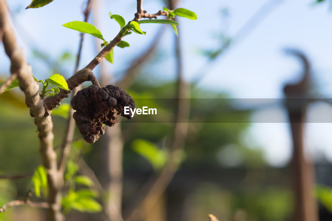 Close-up of custard apple  growing on tree