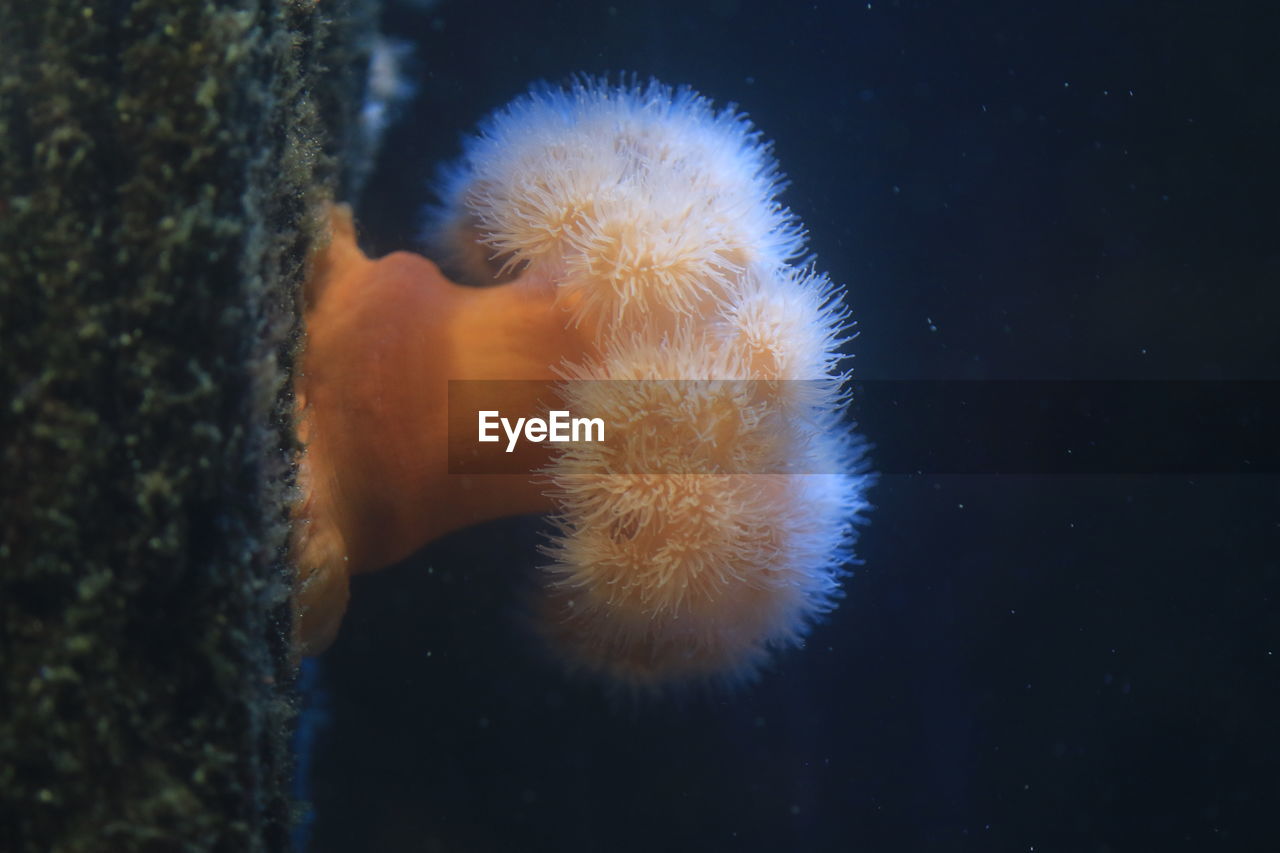 Close-up of sea anemone in aquarium