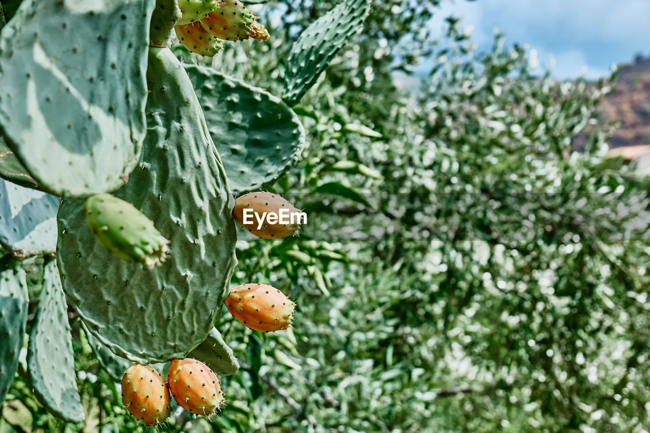 Prickly pear opuntia cactus or ficus-indica. indian fig opuntia with ripe sweet fruits.