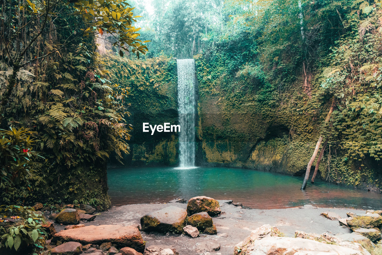 Scenic view of waterfall in forest