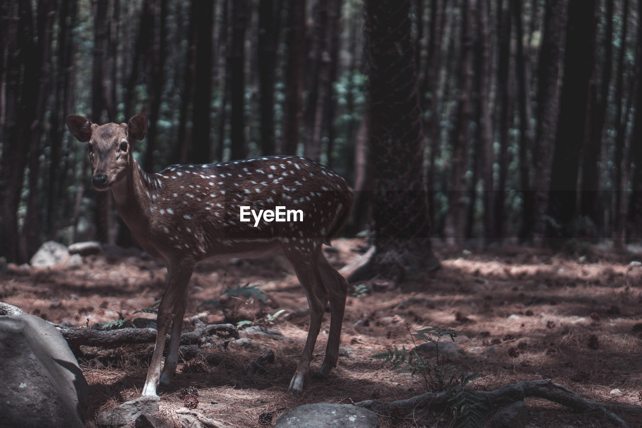 Side view of deer standing in forest