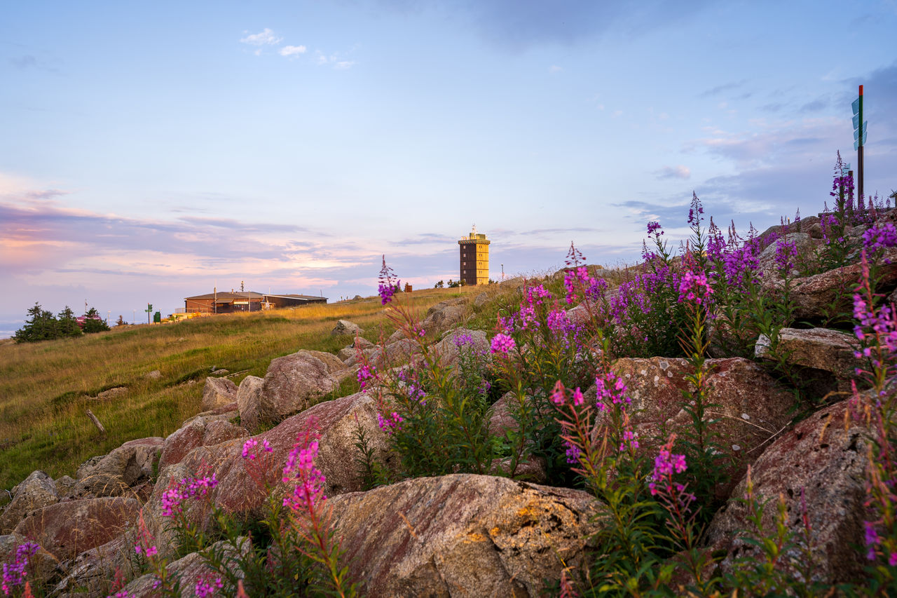 Purple flowering plants on land against sky during sunset on the top of the mountain brocken - harz