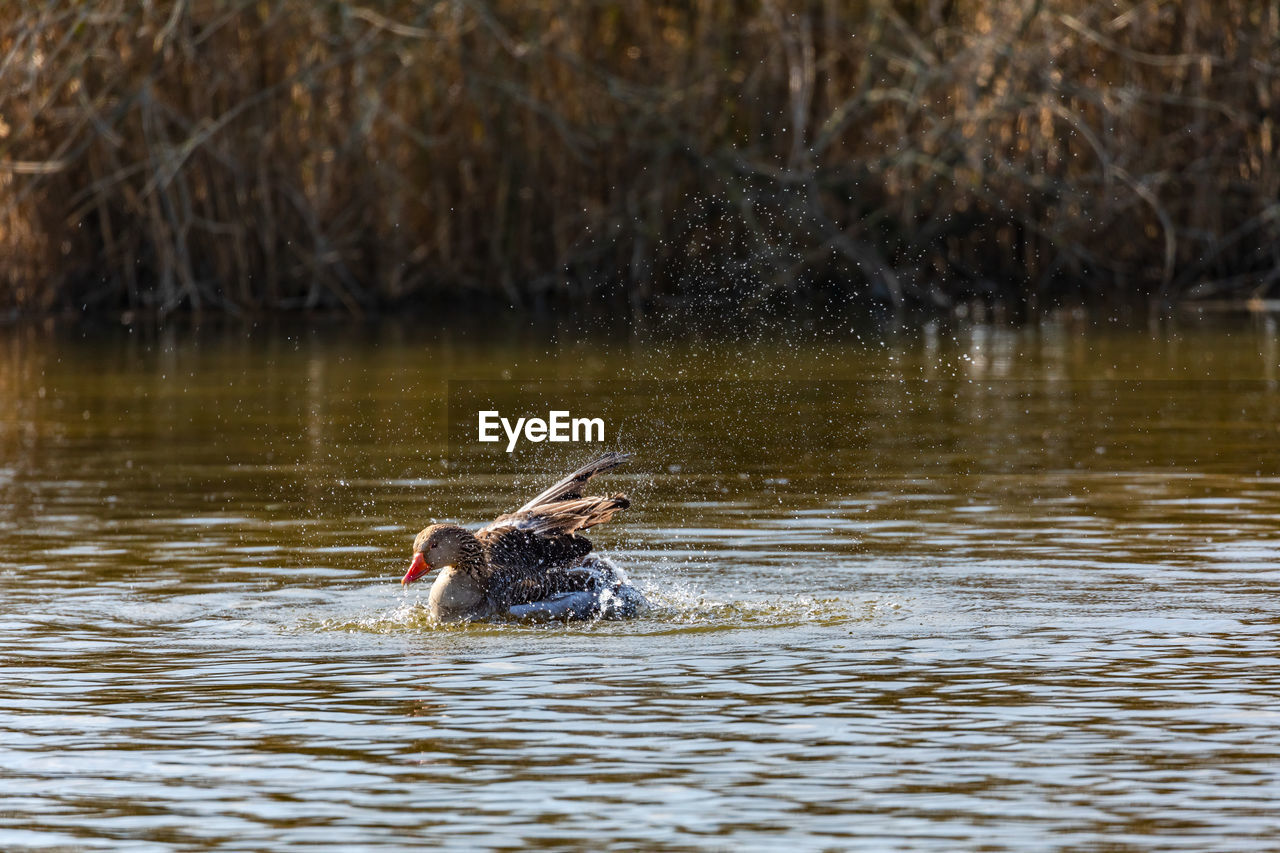 animal themes, animal, water, animal wildlife, wildlife, duck, one animal, bird, water bird, swimming, lake, nature, ducks, geese and swans, no people, mammal, day, outdoors, animal body part, waterfront, poultry, beauty in nature