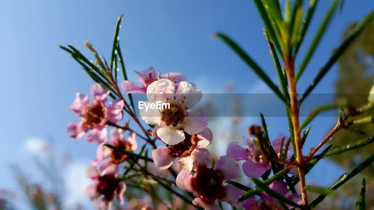 Close-up of white cherry blossoms against sky