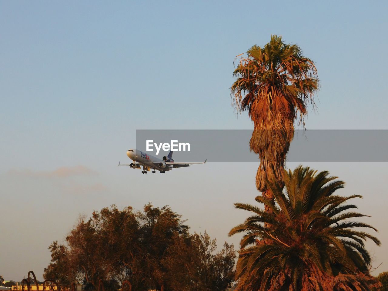 LOW ANGLE VIEW OF PALM TREES AGAINST CLEAR SKY