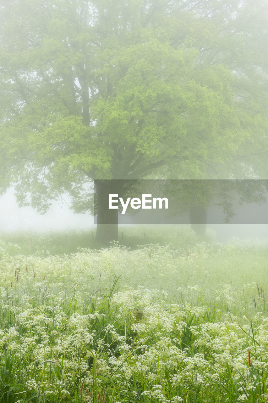 plant, fog, tree, green, nature, beauty in nature, environment, sunlight, land, mist, landscape, flower, tranquility, growth, field, grass, morning, no people, tranquil scene, scenics - nature, woodland, meadow, day, leaf, natural environment, outdoors, freshness, rural scene, forest, non-urban scene, idyllic, sky, springtime, plain, branch