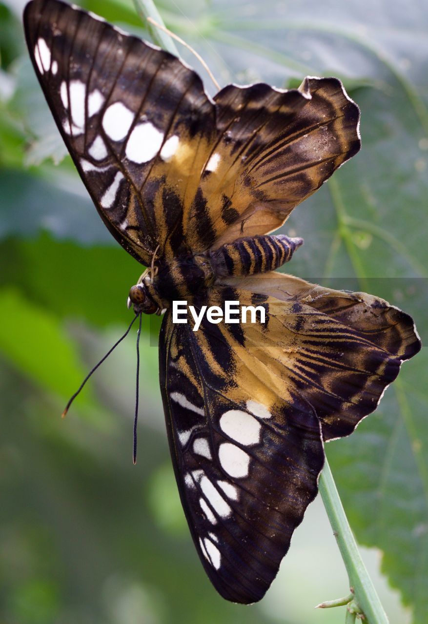 Close-up of butterfly on leaf