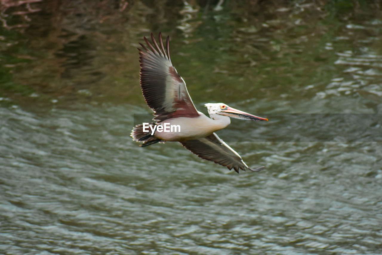 VIEW OF BIRD FLYING OVER LAKE