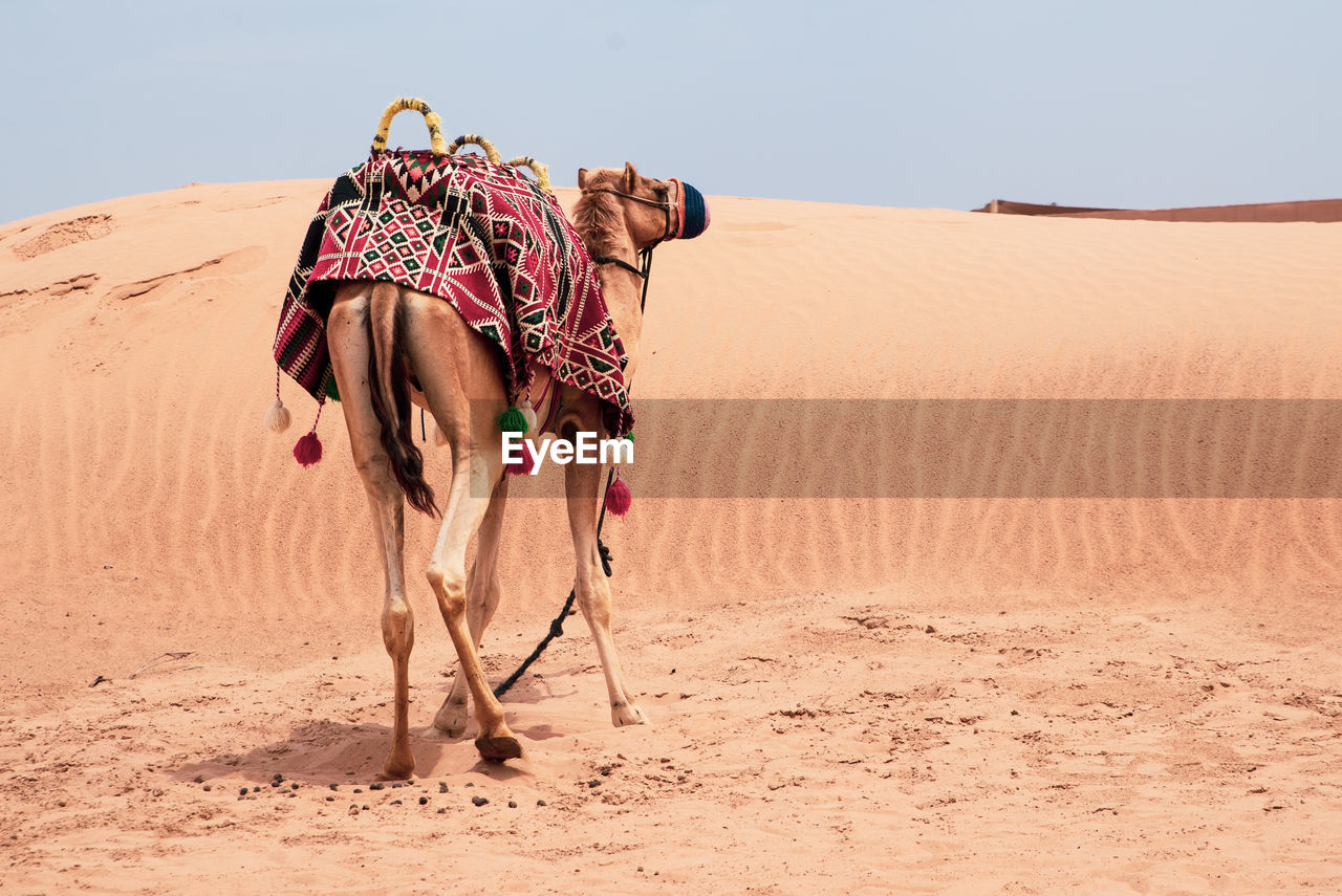 View of a horse on sand