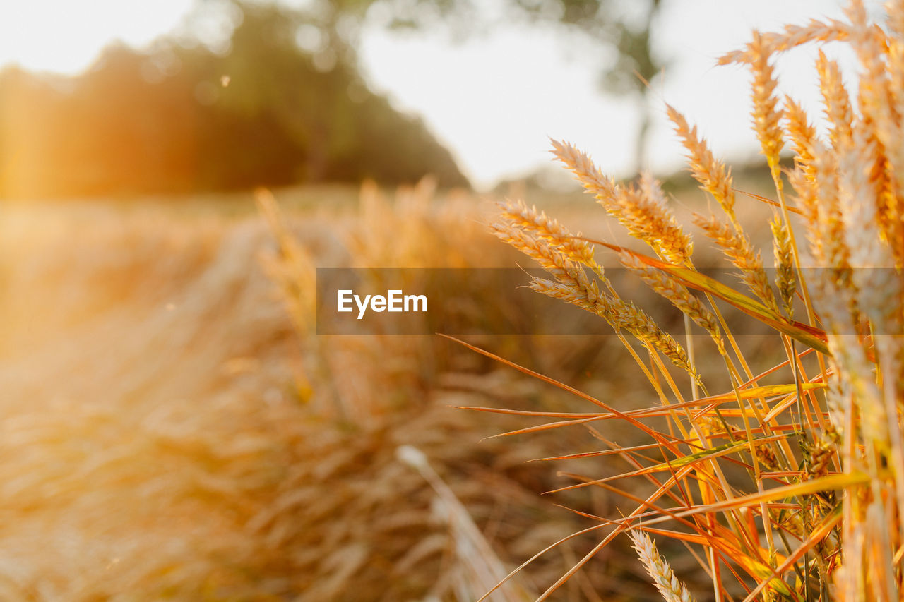 CLOSE-UP OF CROPS GROWING ON FIELD