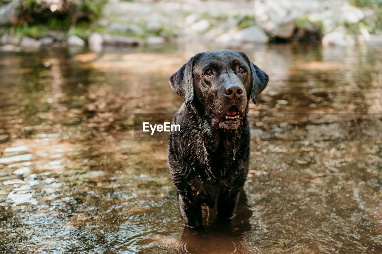 Beautiful black labrador dog swimming in river. nature and pets , adventure time