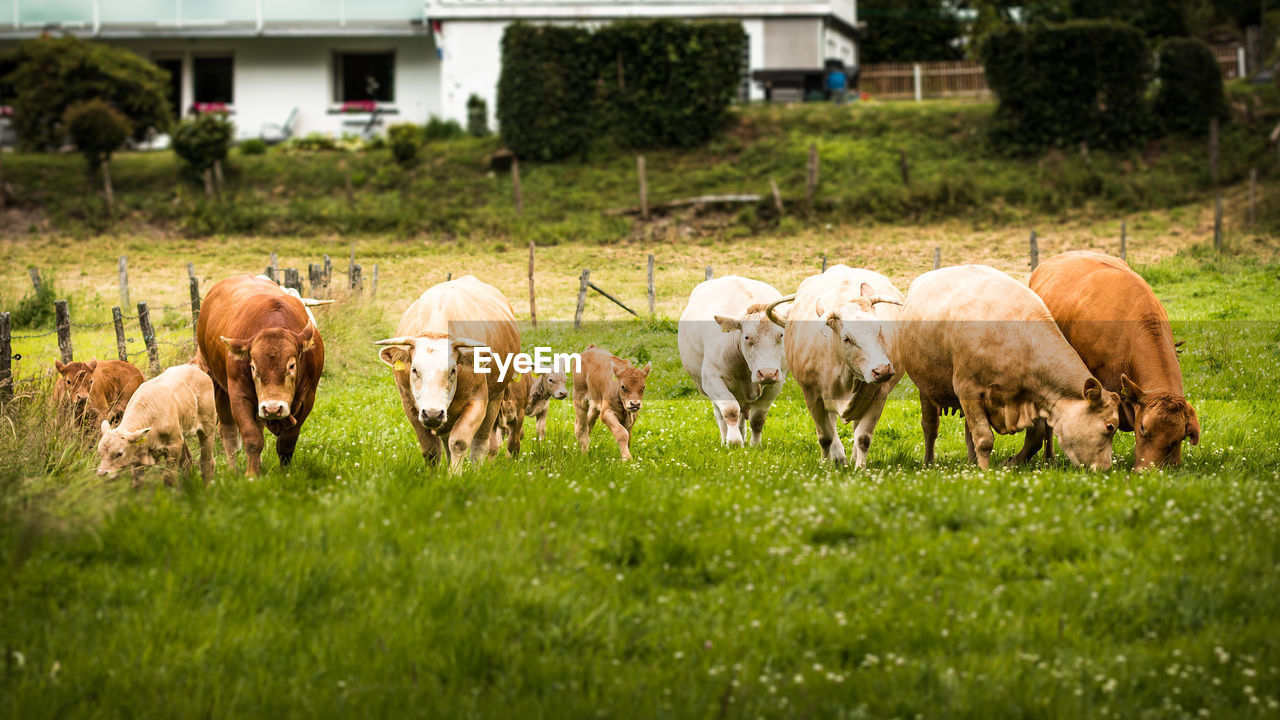 Livestock grazing on grassy field