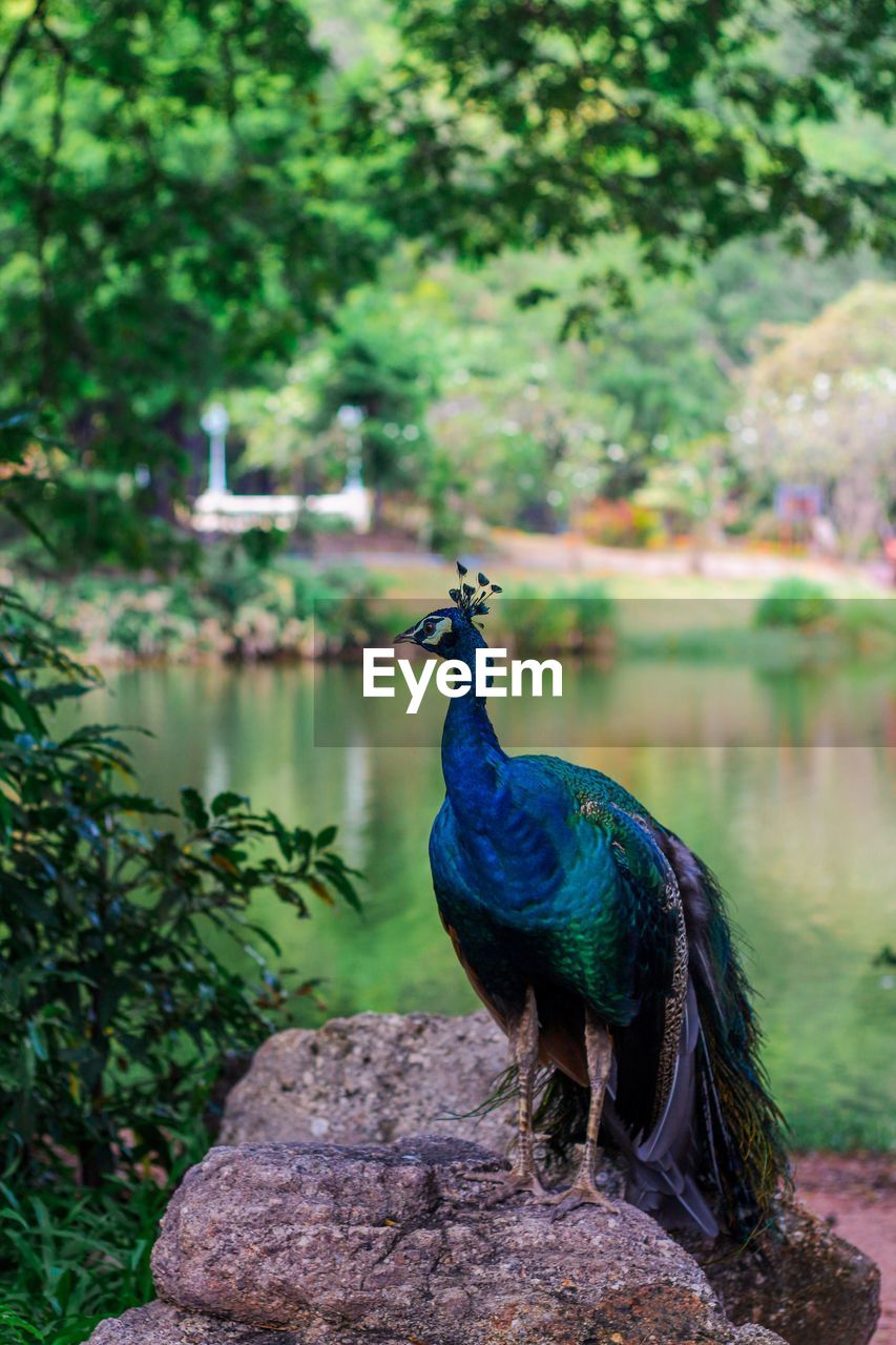 Peacock perching on rock