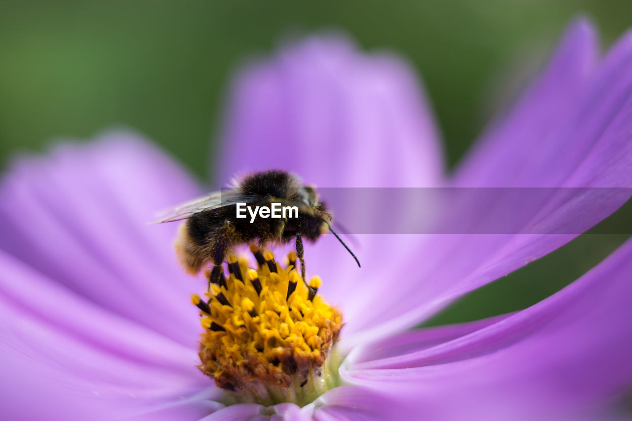 CLOSE-UP OF HONEY BEE POLLINATING ON PURPLE FLOWER