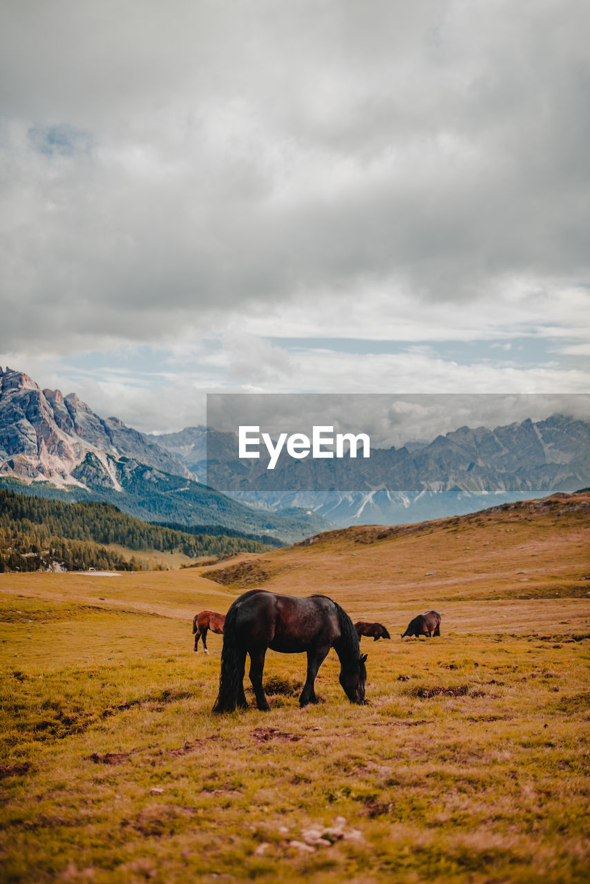 Horses standing on field against sky