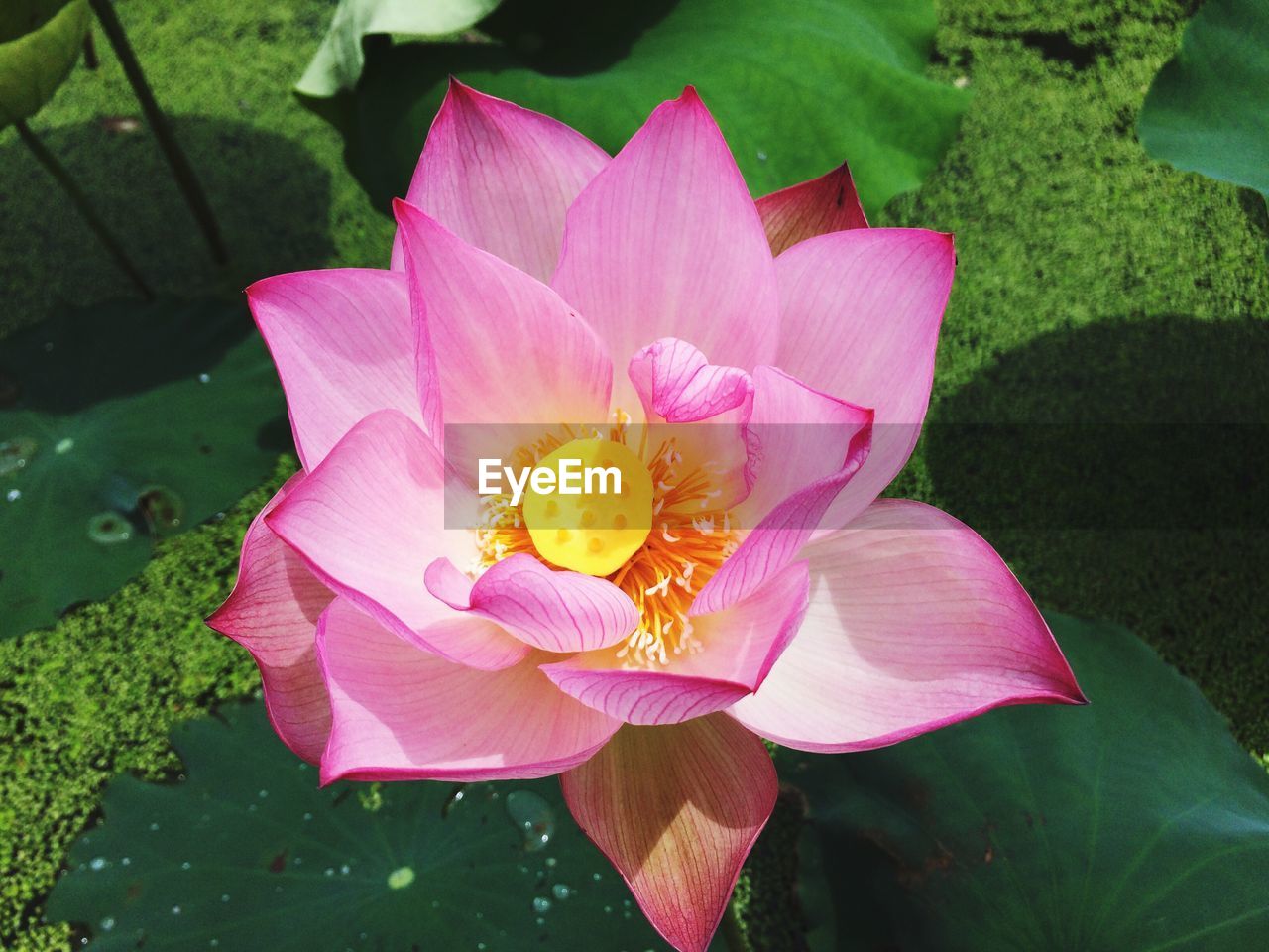 Close-up of pink water lily blooming outdoors