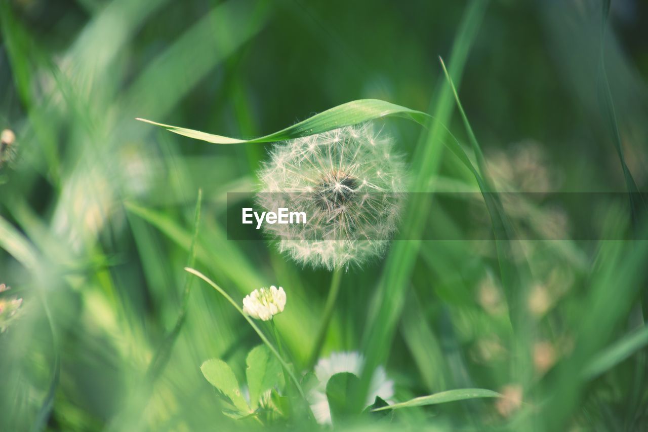 Close-up of dandelion flower on field