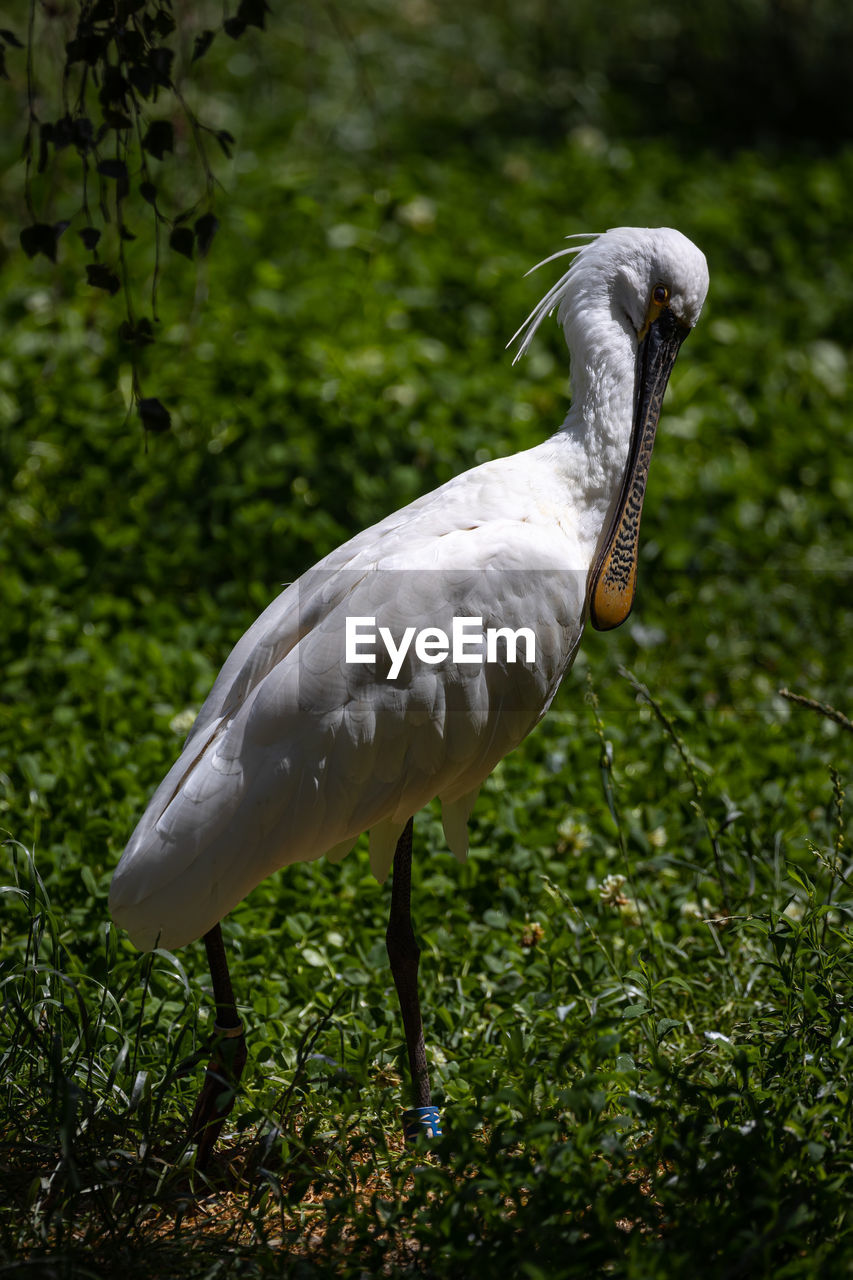 SIDE VIEW OF BIRD ON GRASS