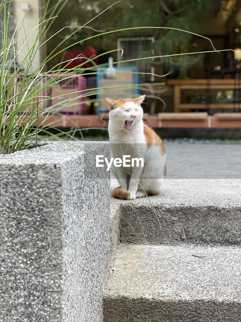 VIEW OF A CAT ON WALL