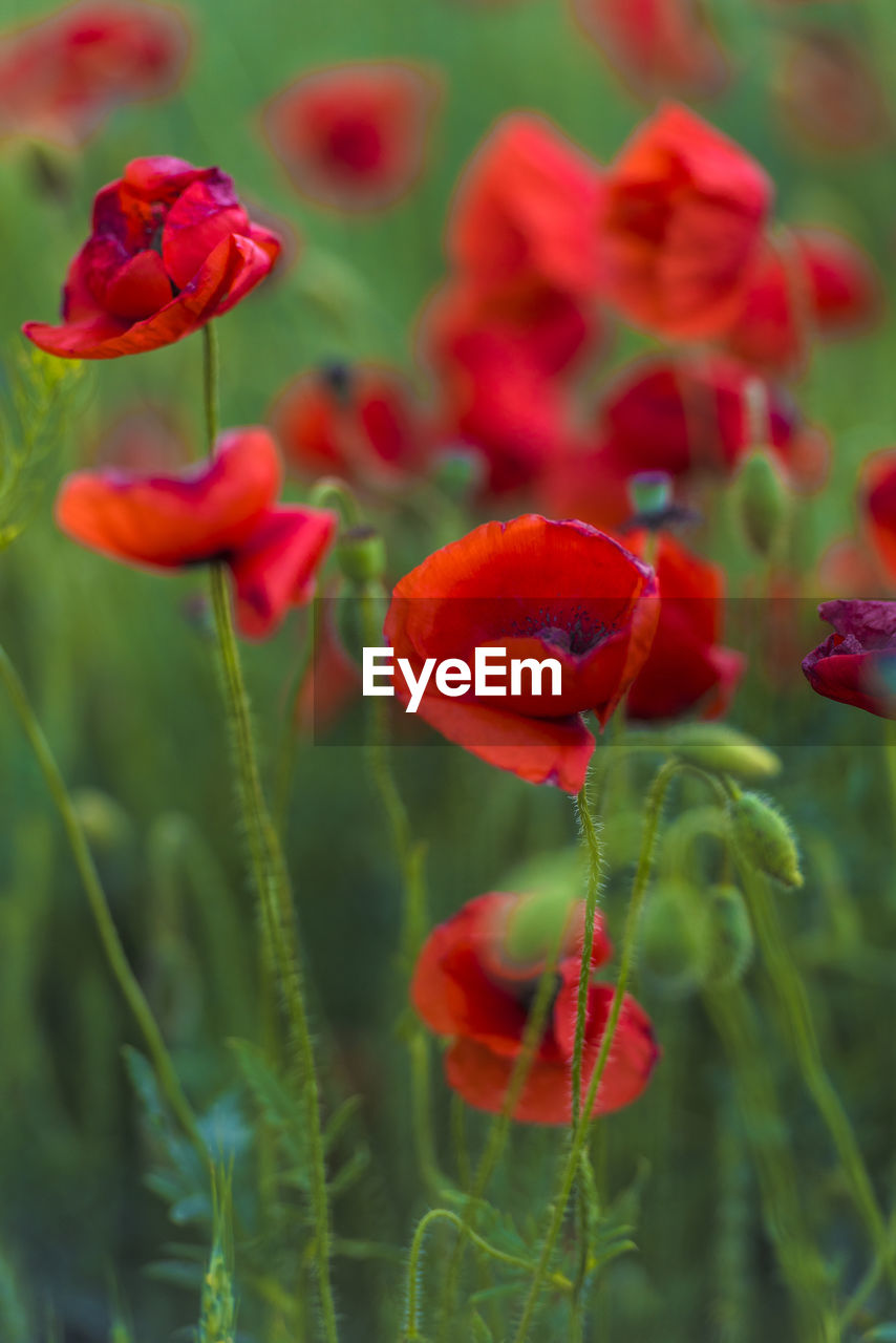 CLOSE-UP OF RED POPPY FLOWERS IN FIELD