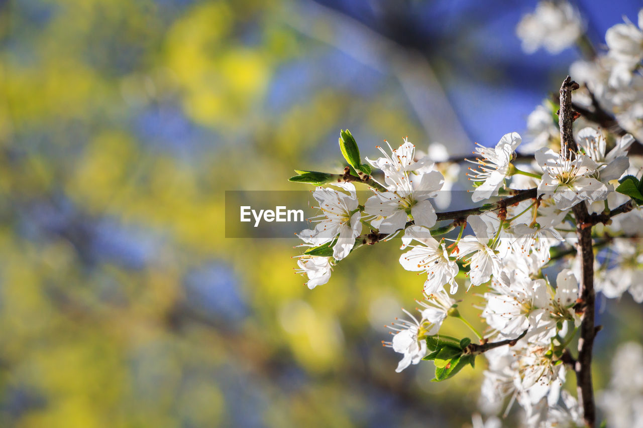 CLOSE-UP OF INSECT ON BRANCH AGAINST BLURRED BACKGROUND