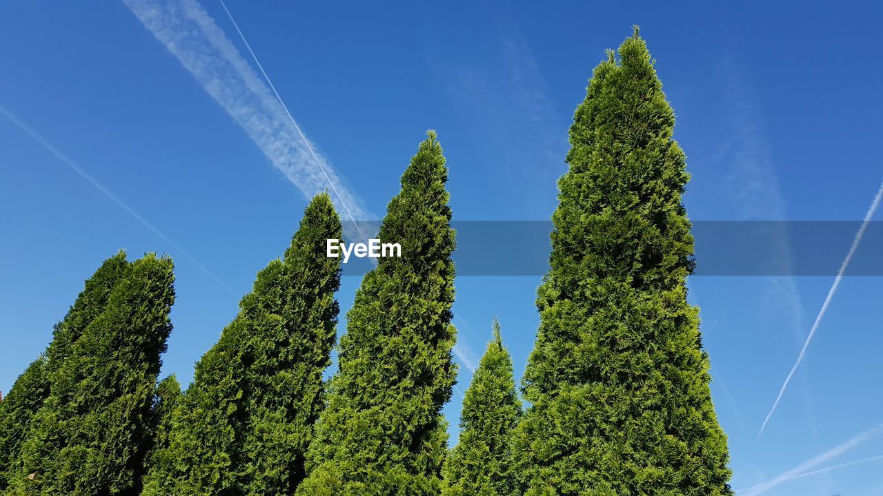 Low angle view of trees against blue sky