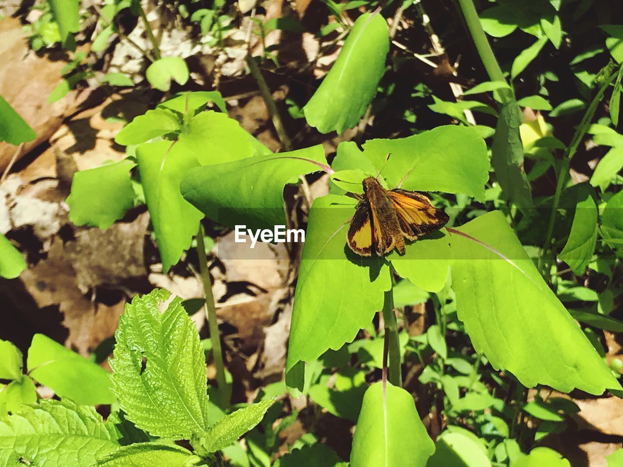 CLOSE-UP OF BUTTERFLY ON LEAF