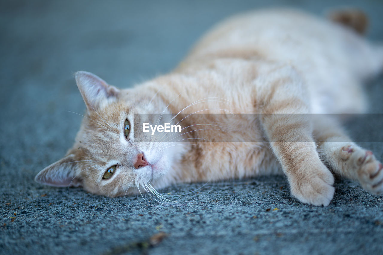 Close-up of cat lying on footpath