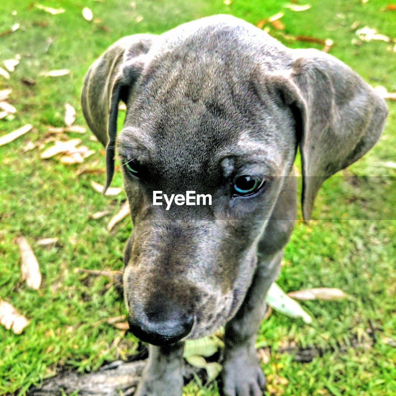 CLOSE-UP PORTRAIT OF DOG IN FIELD