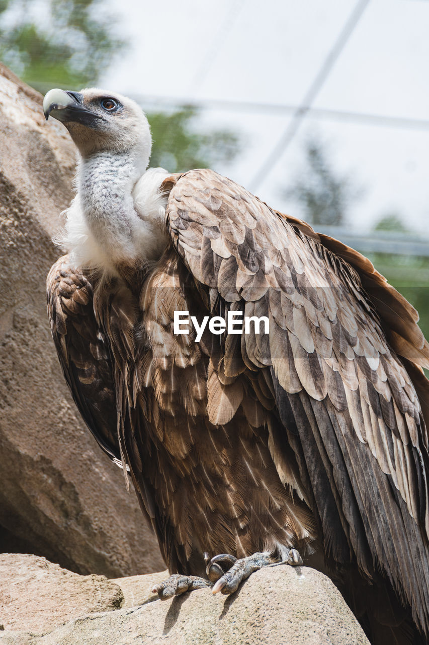 animal themes, animal, bird, animal wildlife, wildlife, one animal, bird of prey, vulture, beak, perching, nature, animal body part, no people, day, focus on foreground, feather, brown, rock, full length, outdoors, wing, close-up, portrait, eagle, condor, animals in captivity, zoo