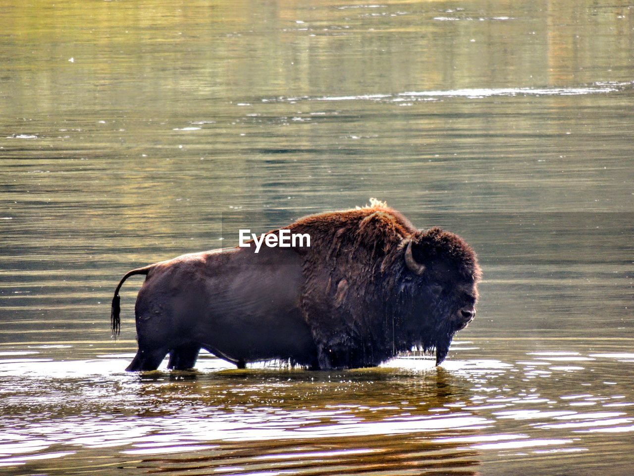 American bison or american buffalo bison bison yellowstone national park, wyoming, usa 