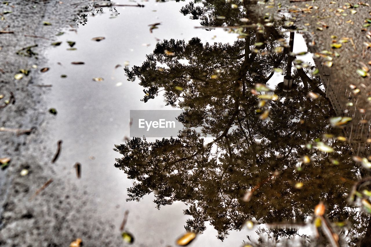 CLOSE-UP OF TREES AGAINST SKY