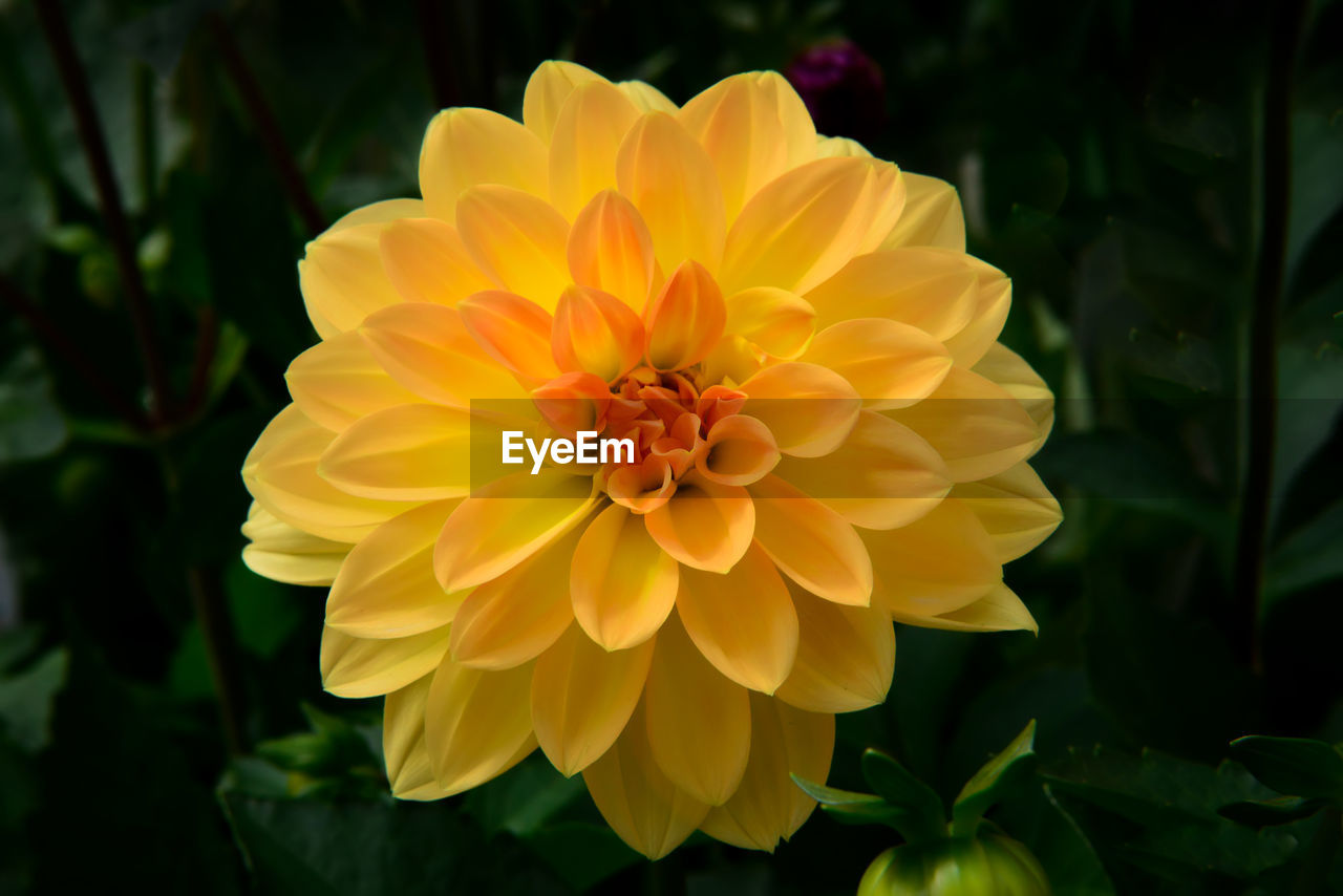 Close-up of yellow flowering plant