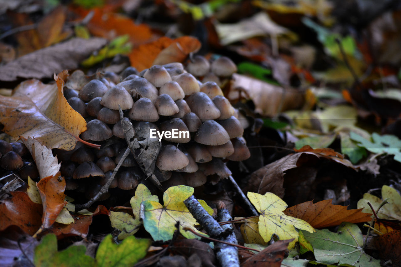 nature, leaf, autumn, plant part, plant, land, mushroom, woodland, food, growth, fungus, forest, vegetable, no people, beauty in nature, tree, close-up, day, field, outdoors, dry, food and drink, fragility, focus on foreground, soil, tranquility, edible mushroom, high angle view, brown, selective focus, abundance