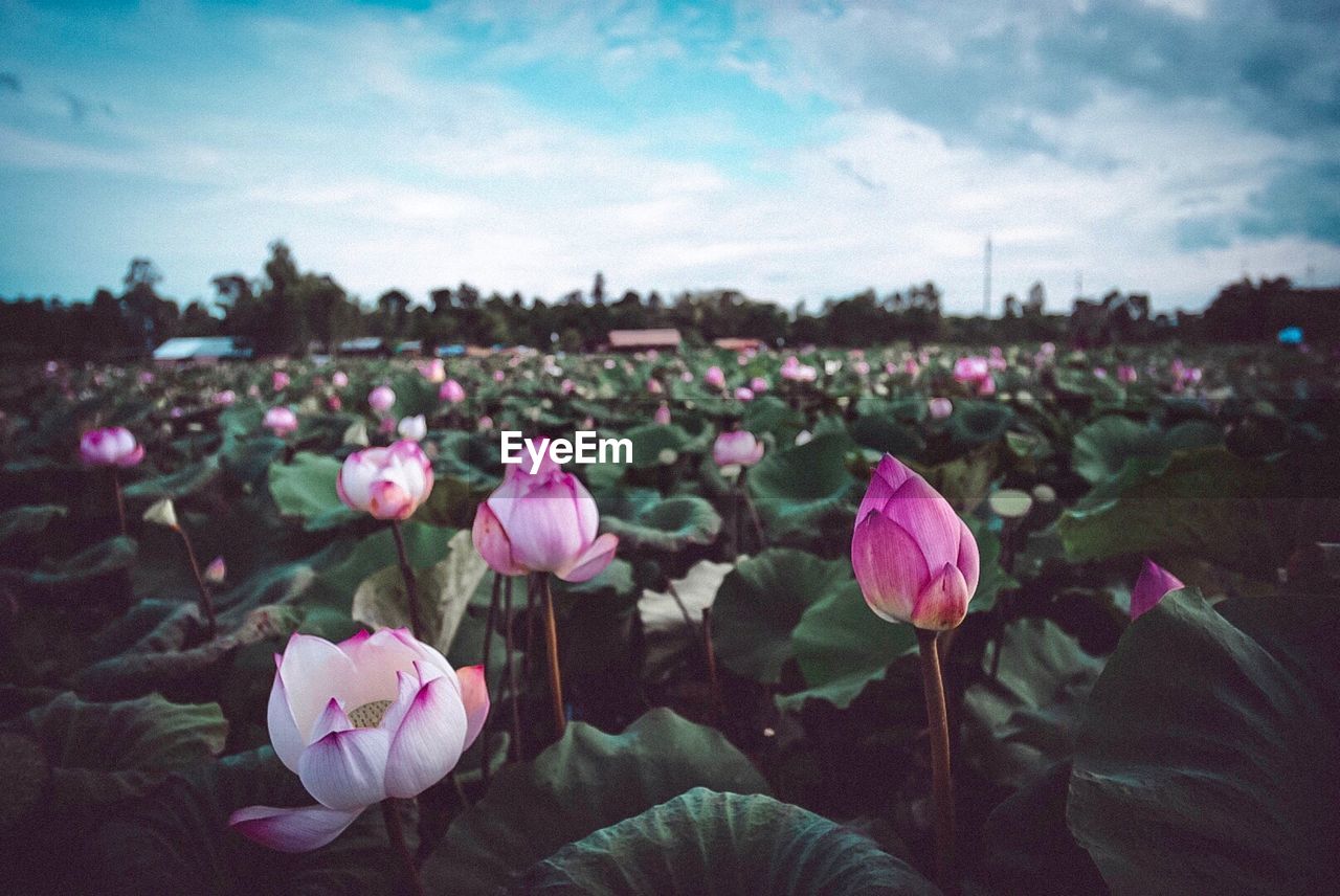 Beautiful lotus fields of ubon ratchathani, thailand