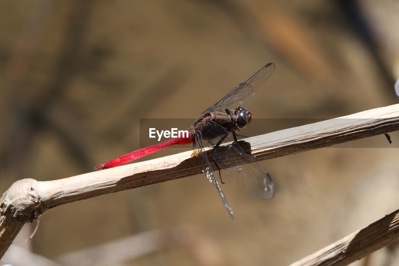 CLOSE-UP OF INSECT ON BRANCH