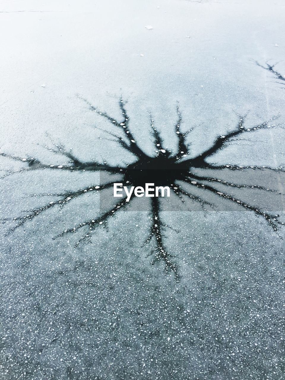 CLOSE-UP OF SPIDER IN SNOW