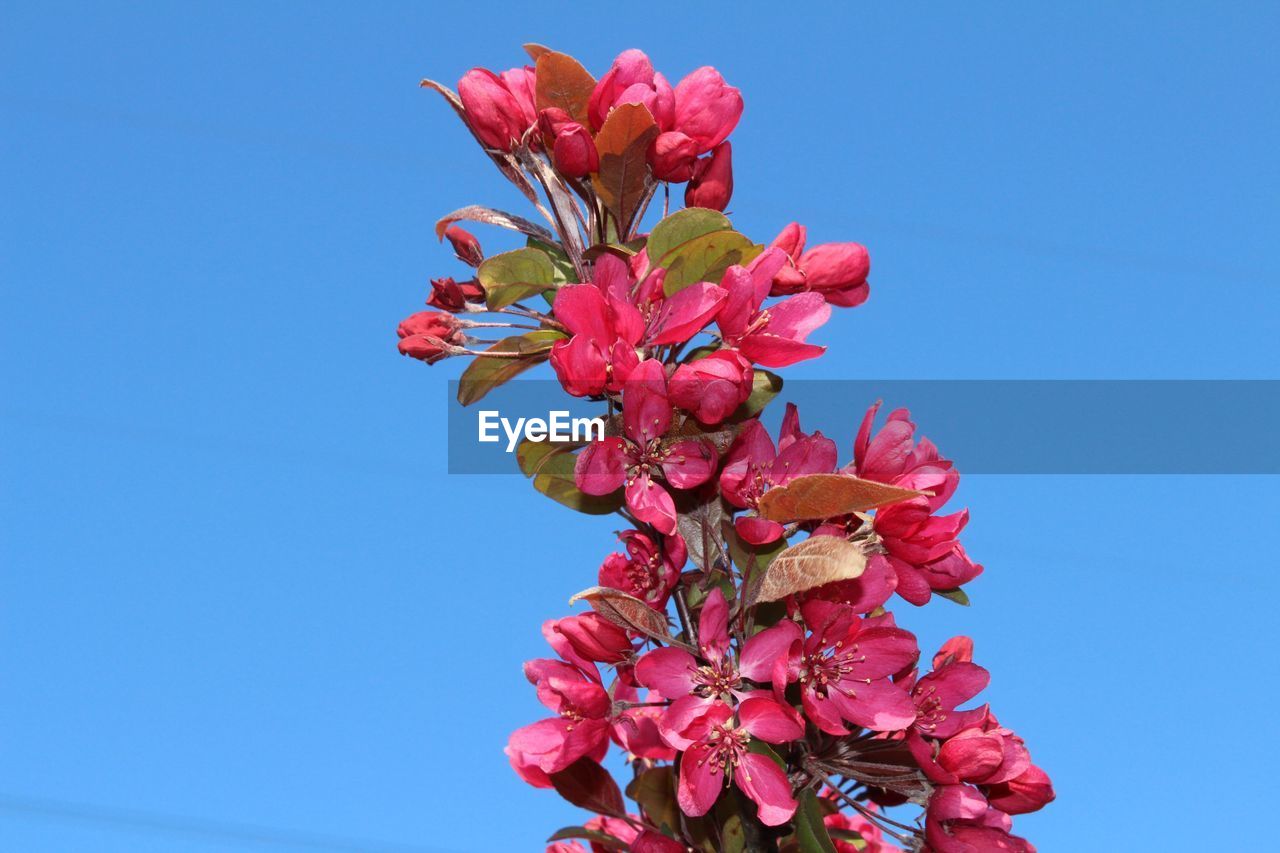 Low angle view of pink flowers blooming against clear blue sky